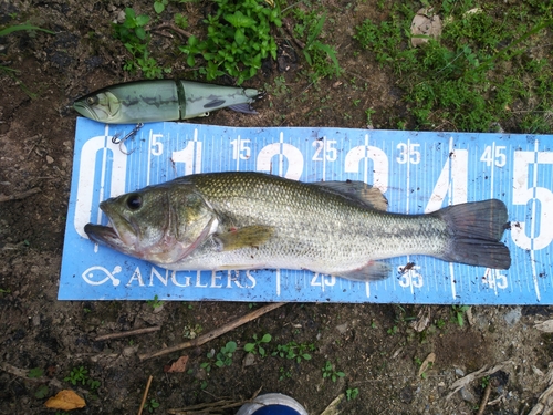 ブラックバスの釣果