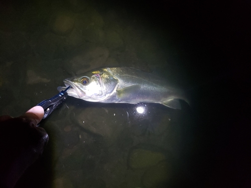 マルスズキの釣果