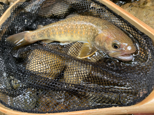 イワナの釣果