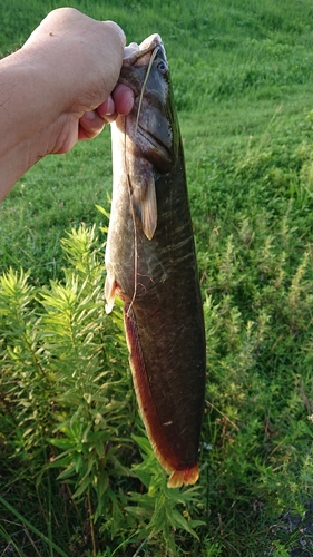 ナマズの釣果