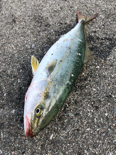 ツバスの釣果