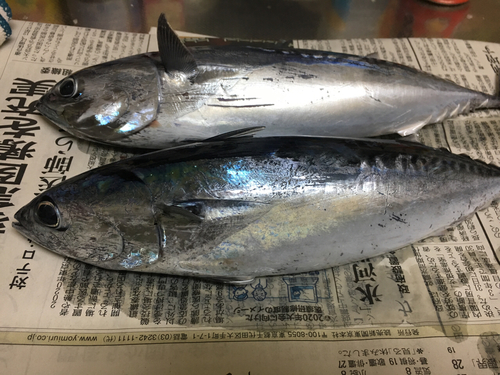 マルソウダの釣果