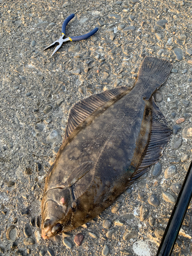 カレイの釣果