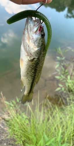 ラージマウスバスの釣果