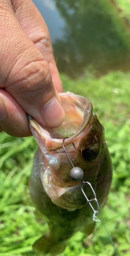 ラージマウスバスの釣果