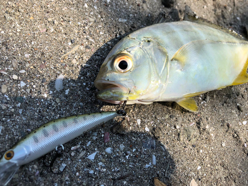 メッキの釣果