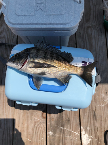 クロダイの釣果