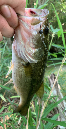 ラージマウスバスの釣果