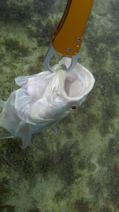 オニヒラアジの釣果