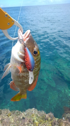 イソフエフキの釣果