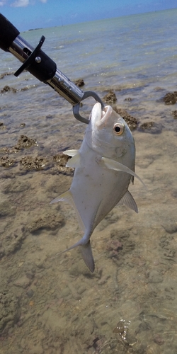 釣果