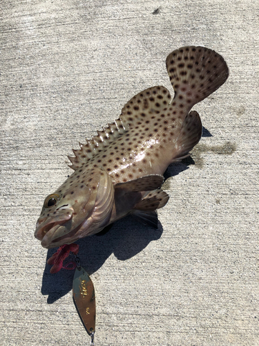 カンモンハタの釣果