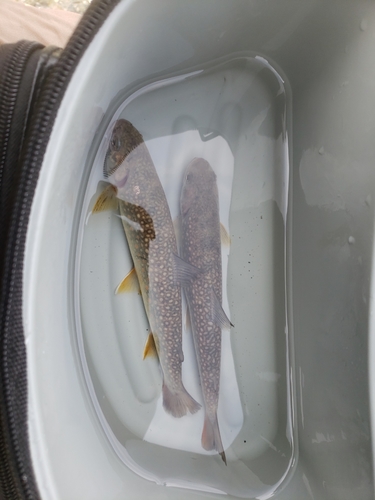 イワナの釣果