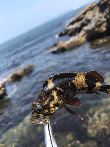 ムラソイの釣果