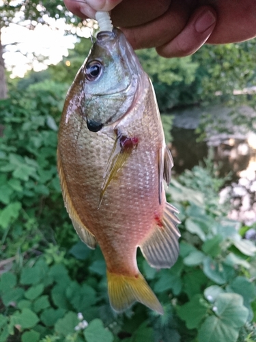 ブルーギルの釣果