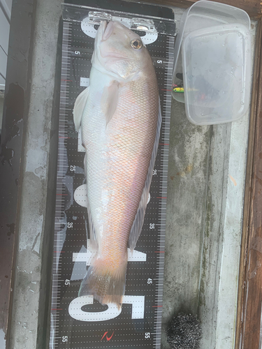 シロアマダイの釣果