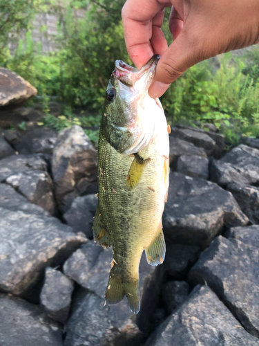 ラージマウスバスの釣果