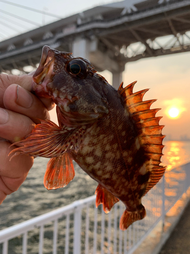 カサゴの釣果