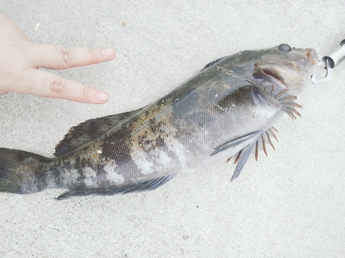 アイナメの釣果