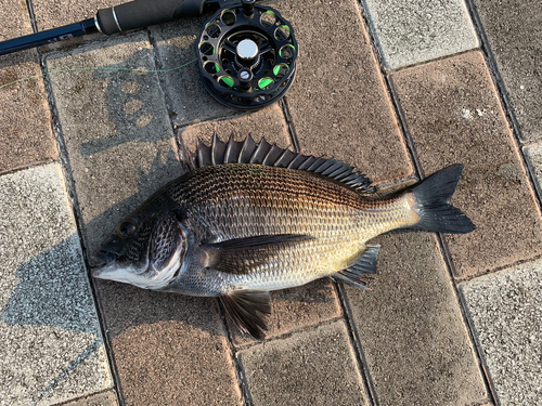 クロダイの釣果