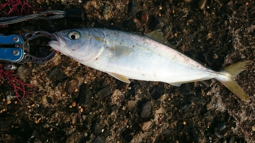 イナダの釣果