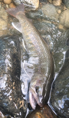 イワナの釣果