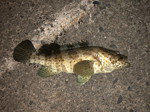 シロブチハタの釣果