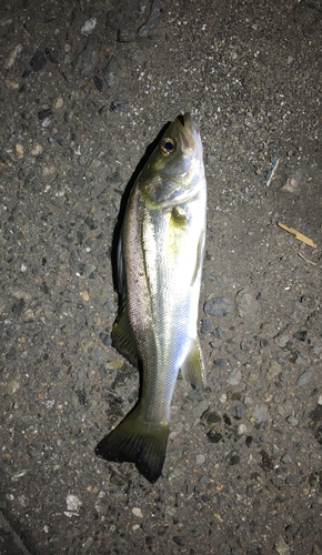 セイゴ（マルスズキ）の釣果