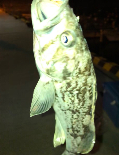 クロソイの釣果