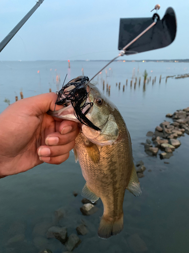 ラージマウスバスの釣果