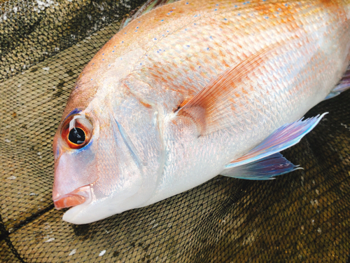 釣果