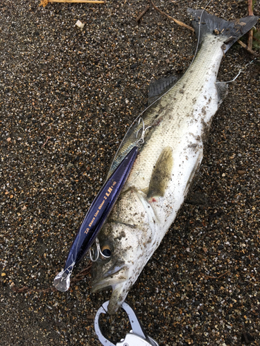 フッコ（タイリクスズキ）の釣果