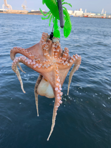 マダコの釣果