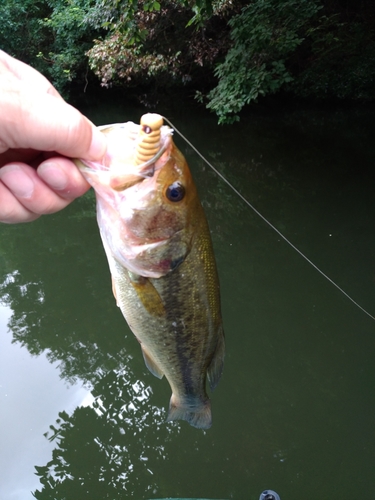 ラージマウスバスの釣果