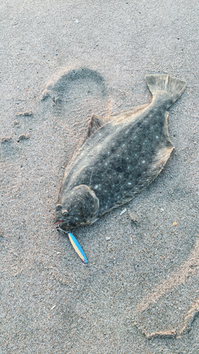 ソゲの釣果