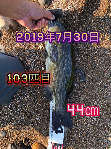 スモールマウスバスの釣果