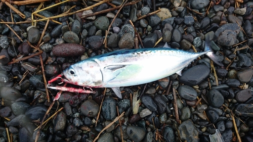 マルソウダの釣果