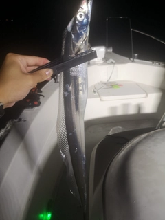 タチウオの釣果