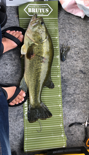 ブラックバスの釣果