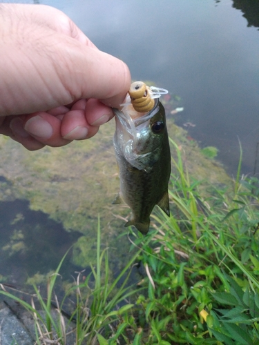 ラージマウスバスの釣果