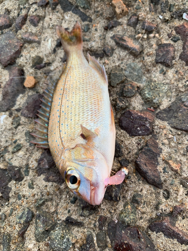 コダイの釣果