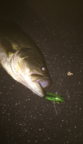 ブラックバスの釣果