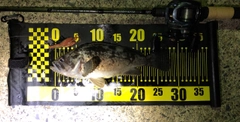 クロソイの釣果
