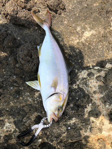 カンパチの釣果