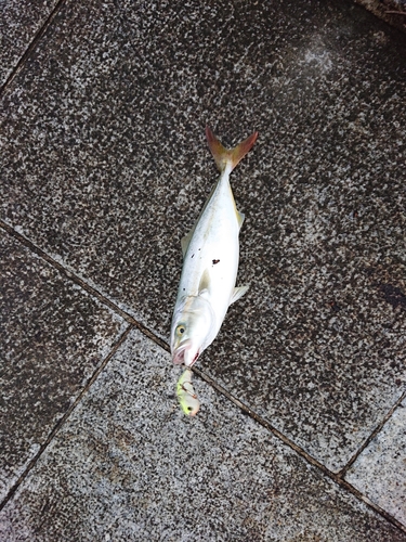 ツバスの釣果