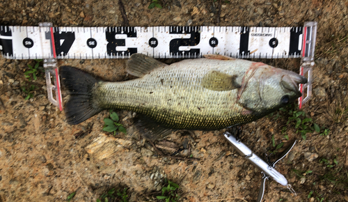 ブラックバスの釣果