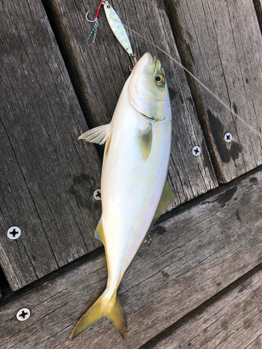 ツバスの釣果