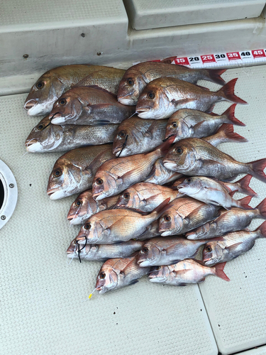 マダイの釣果