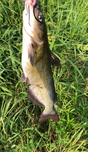 ナマズの釣果