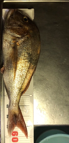 タイの釣果